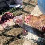 Ақтөбе облысында заңсыз бұлан атқан адам ұсталды