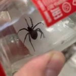 Каракурта у себя во дворе обнаружил житель Уральска