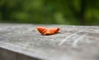 Прогноз погоды для жителей ЗКО на 9 сентября