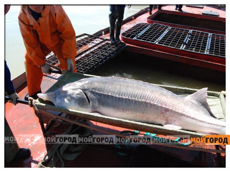 Пьяных подруг на Daewoo Matiz задержали полицейские в Уральске