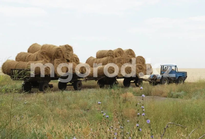 Не выгодно содержать скот: сельчане ЗКО жалуются на высокие цены на сено