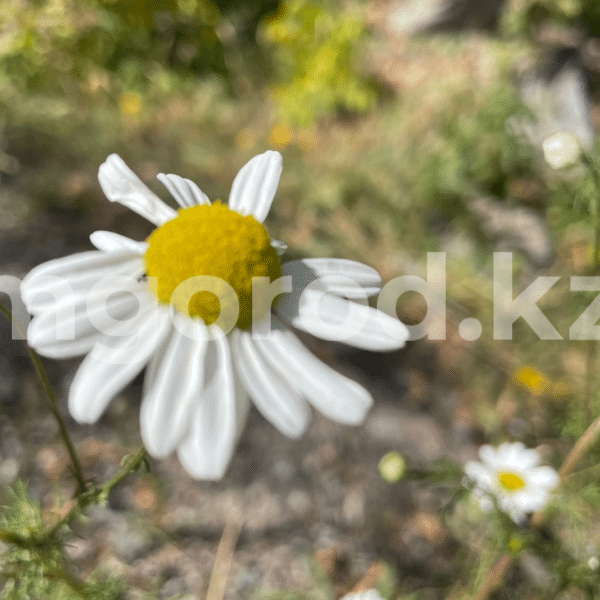 Высокая пожарная опасность сохраняется в ЗКО