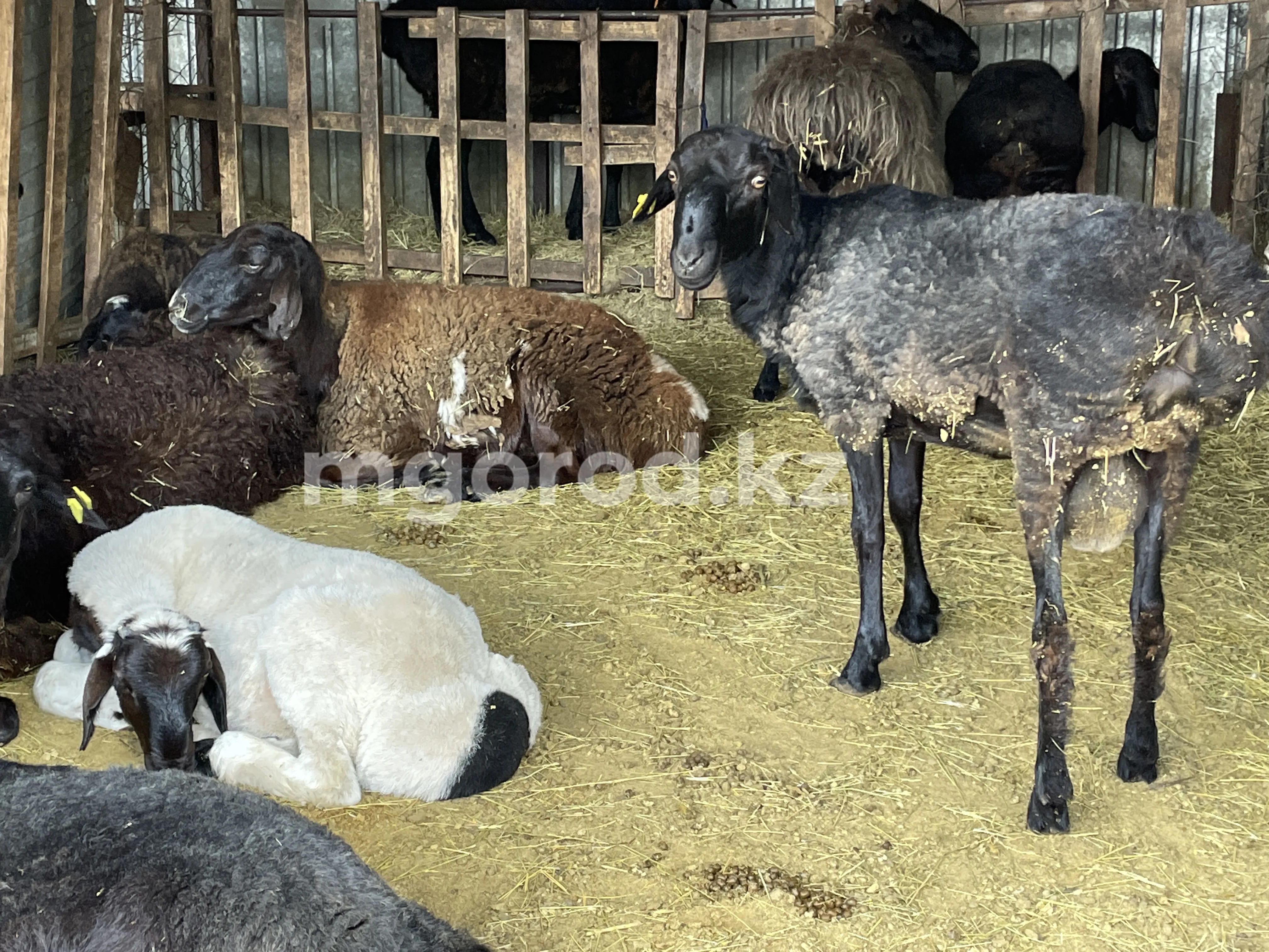 Курбан айт-2023: сколько стоят жертвенные животные в ЗКО