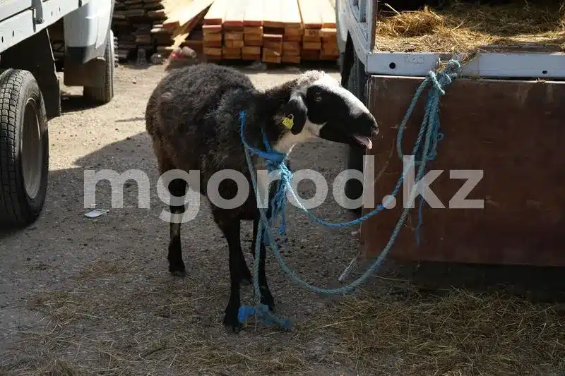 Курбан айт-2023: бизнесменов просят не завышать цены на жертвенных животных