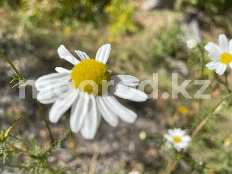 Жара до +38 градусов ожидается в Уральске