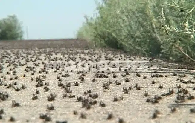 267,7 млн тенге выделили на борьбу с саранчой в ЗКО