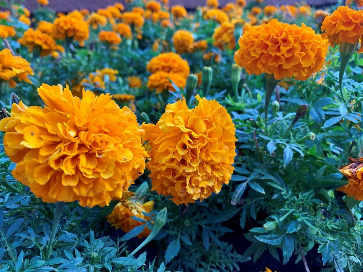 Гроза ожидается в ЗКО