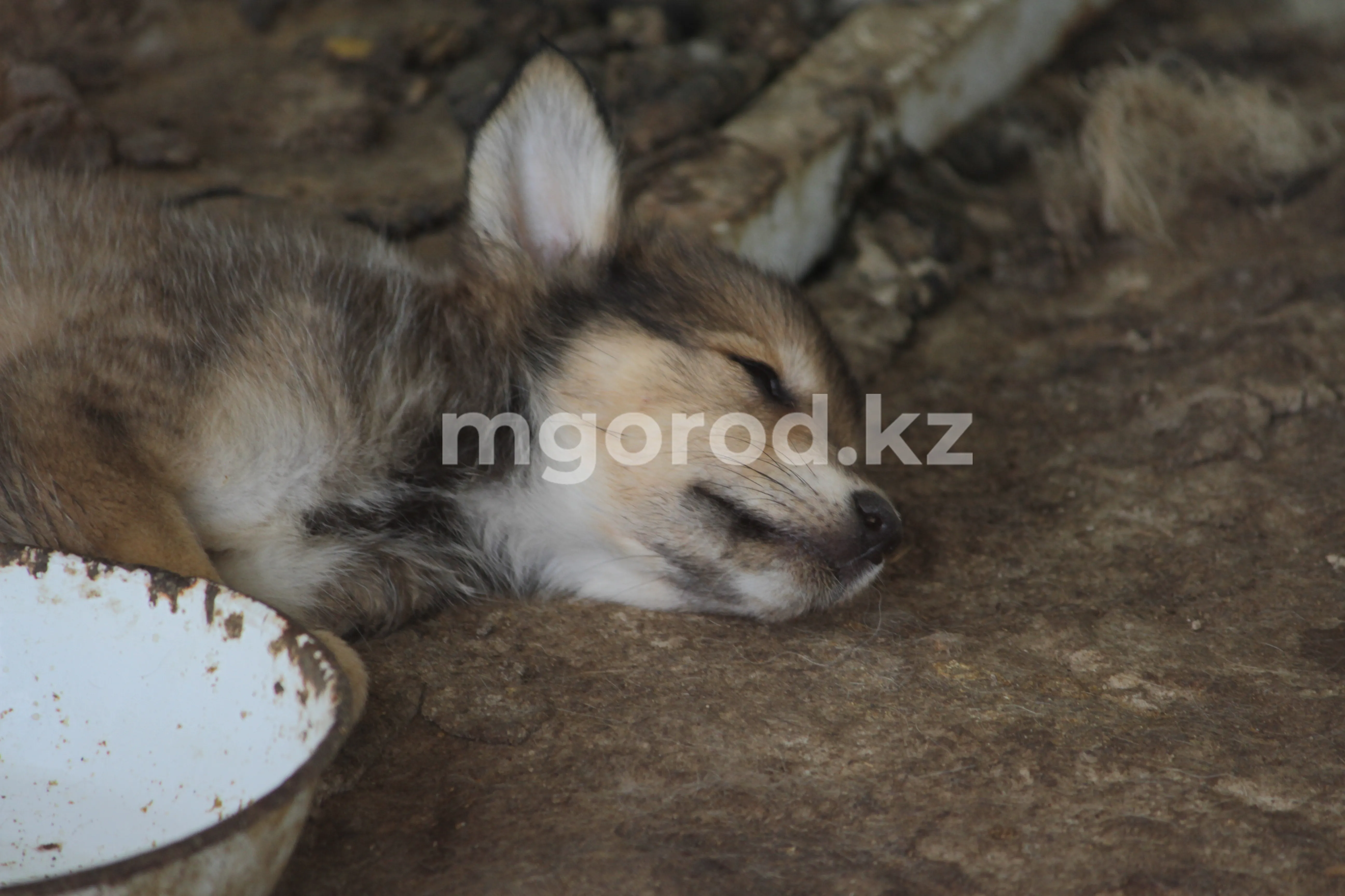 Единую базу учёта домашних животных создадут в Атырау