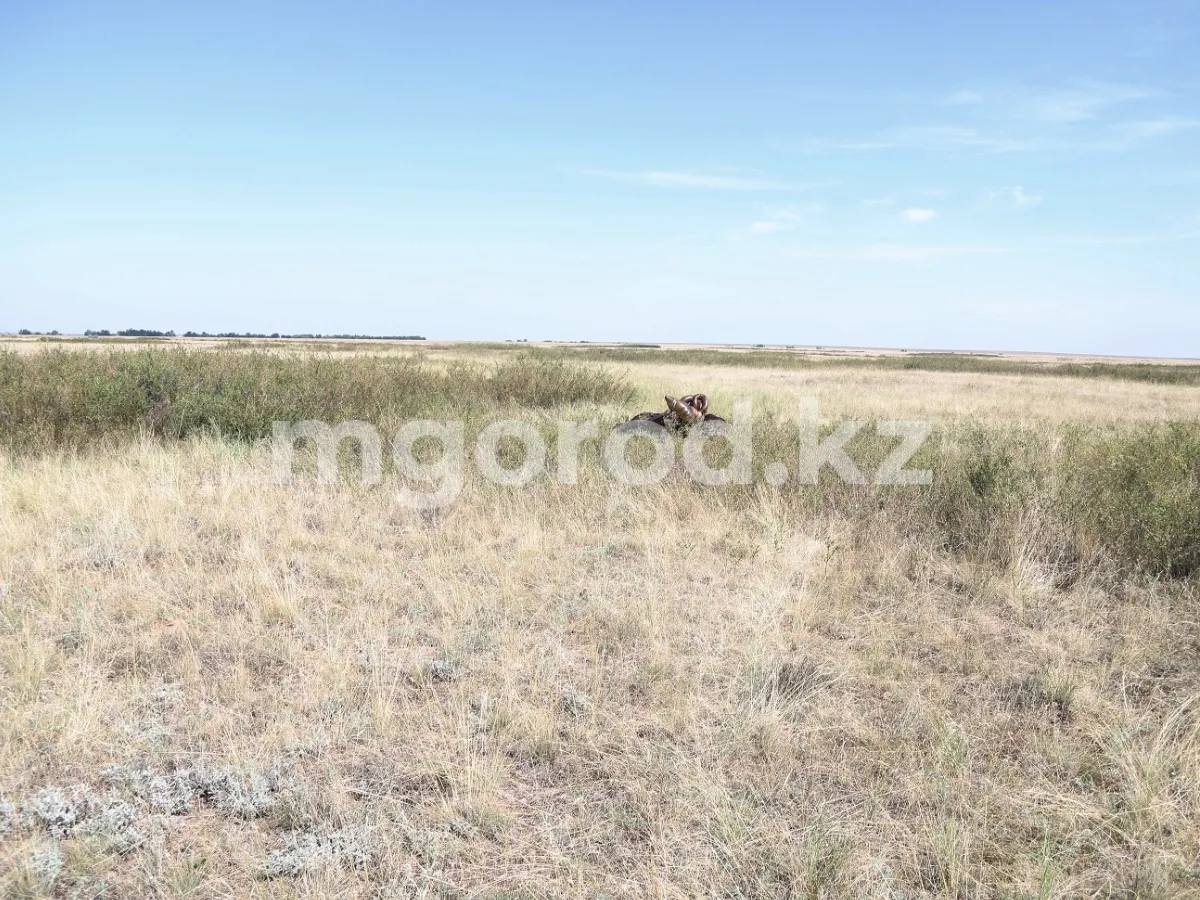 Вражда соседей закончилась убийством лошадей в ЗКО