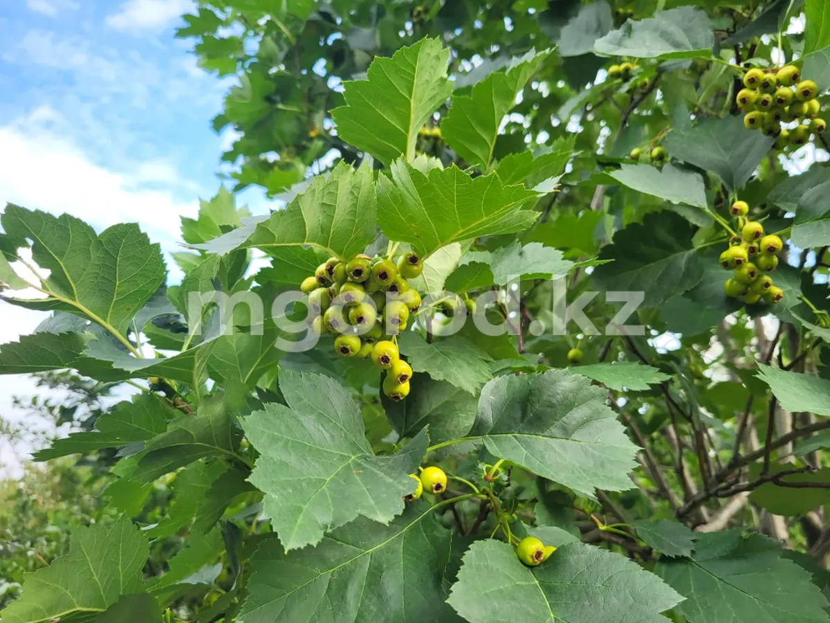 Жара сохраняется в ЗКО