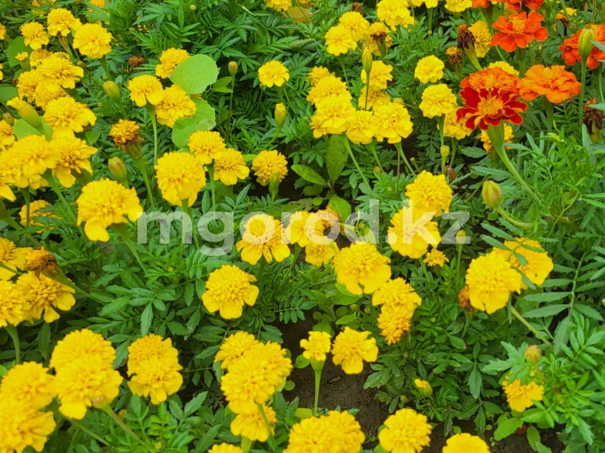 Третьего августа в ЗКО ожидается жара