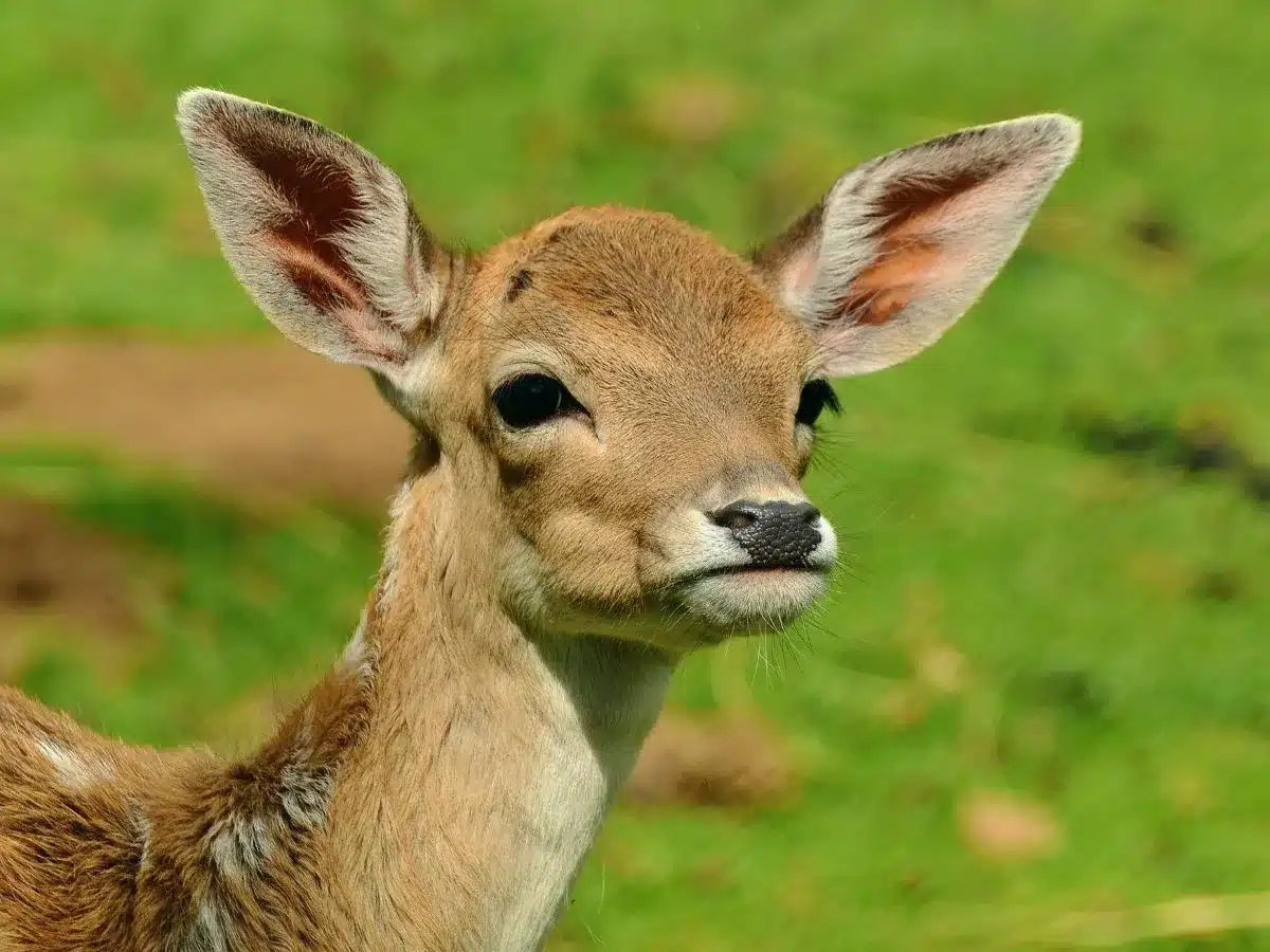 Родившегося оленёнка показали в зоопарке Алматы
