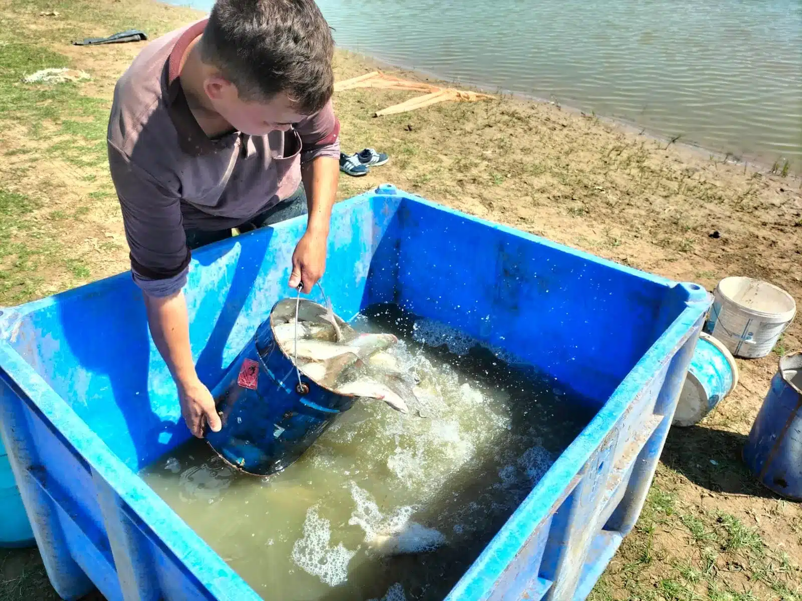 Сотню тысяч мальков спасли из водоема в Атырау