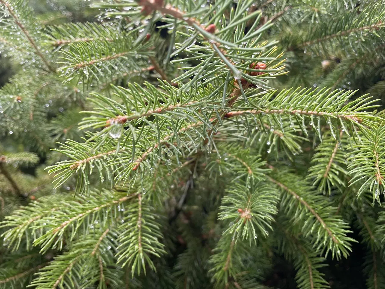 Гроза ожидается в ЗКО