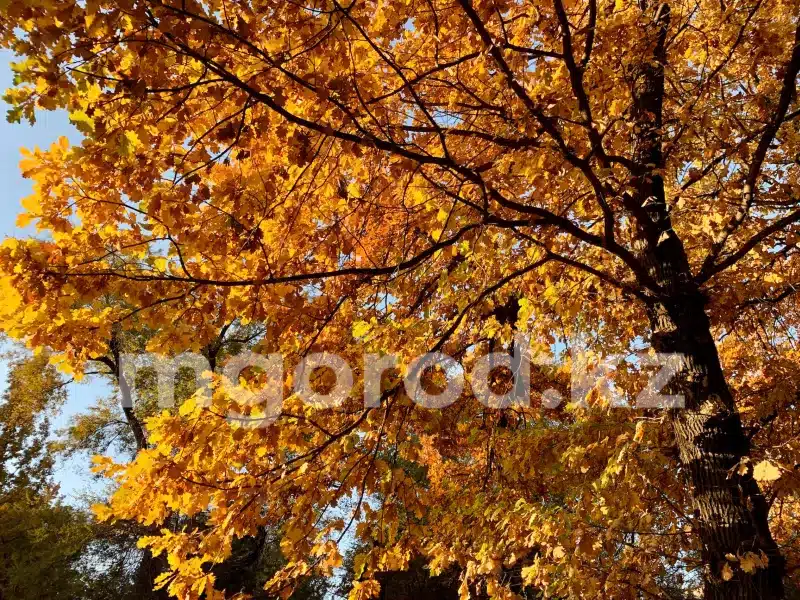 Какой будет погода осенью в Казахстане