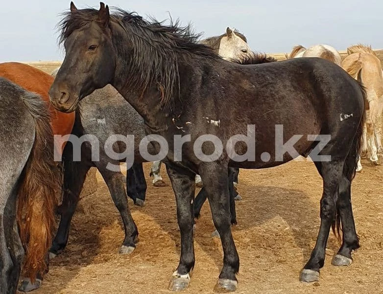 Иностранец сбил четырёх лошадей на трассе в Атырауской области