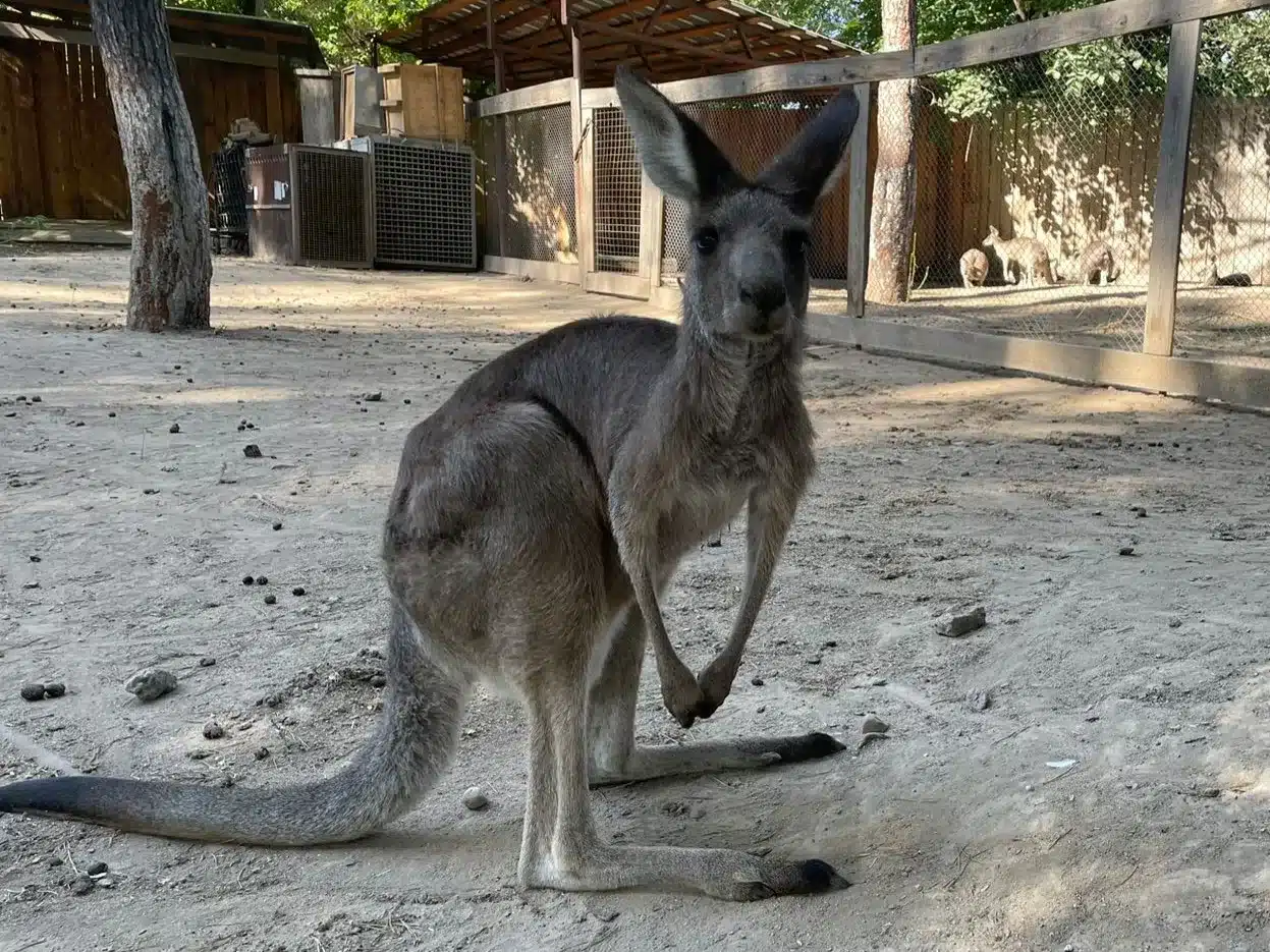 Переговоры могут длиться год: как зоопарк Алматы пополняет коллекцию животных