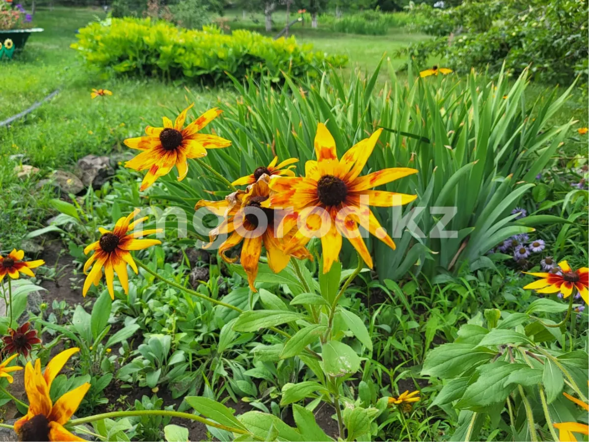 Усиление ветра ожидается в ЗКО