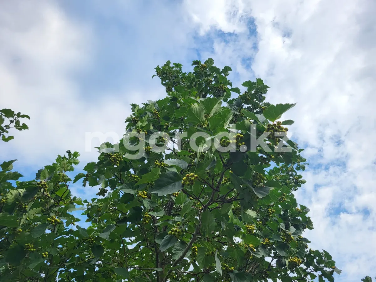 Погода в Уральске на 1 первое сентября