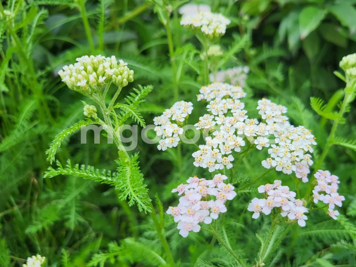 Высокая пожарная опасность сохраняется в ЗКО