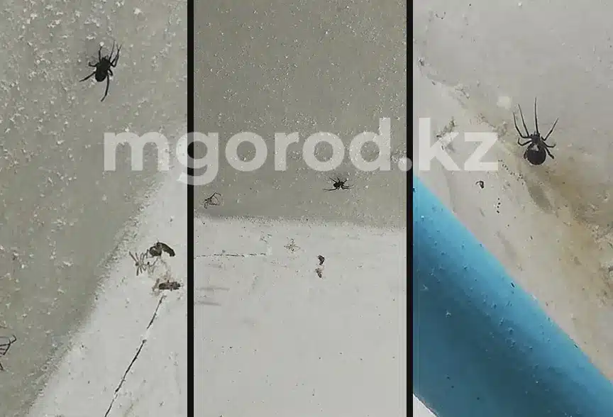 На нашествие каракуртов в подъезде пожаловались уральцы