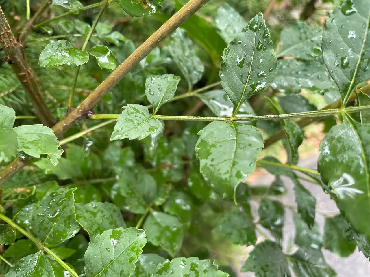 В ЗКО сохраняется штормовое предупреждение