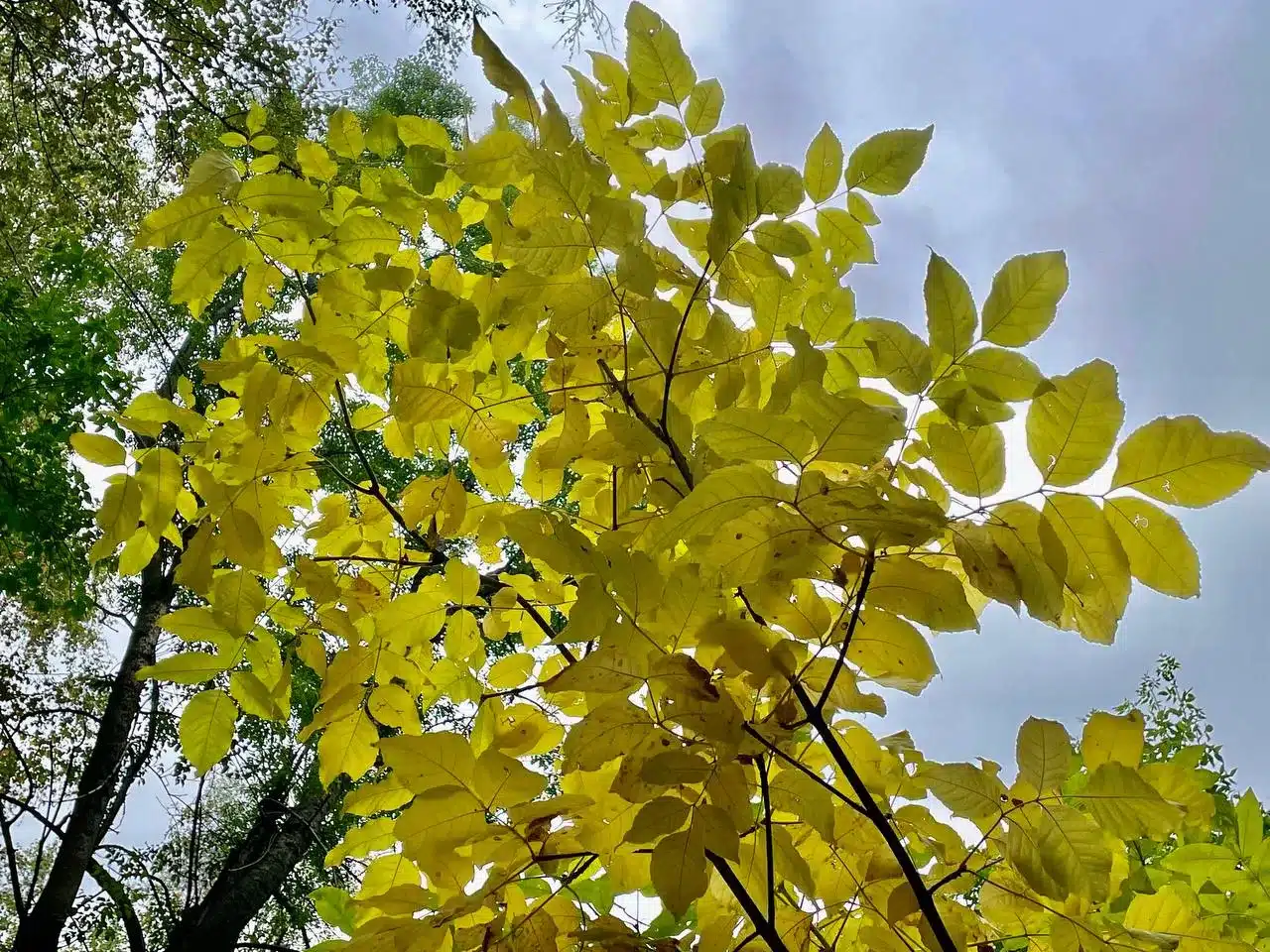 Погоду без осадков прогнозируют в Уральске