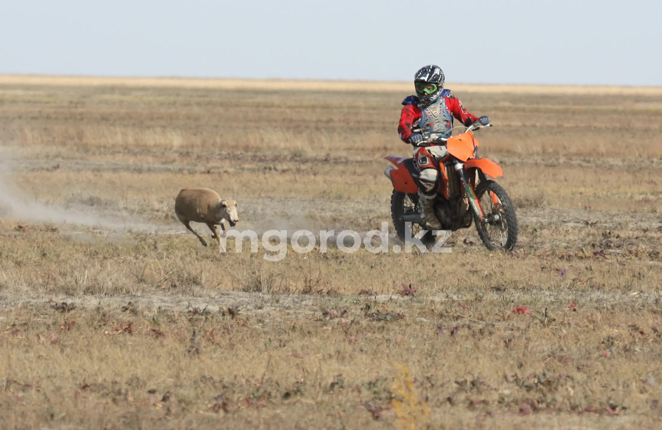 Как будут отлавливать сайгаков в ЗКО и что делать с их мясом и рогами