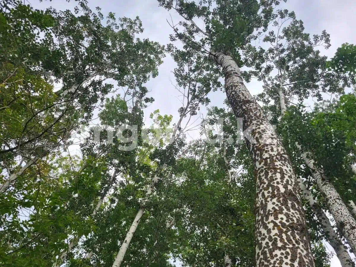 Погода в Уральске на 30 сентября