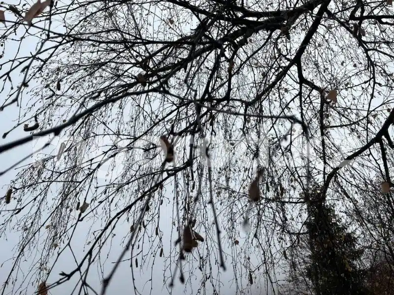 Туман ожидается в ЗКО