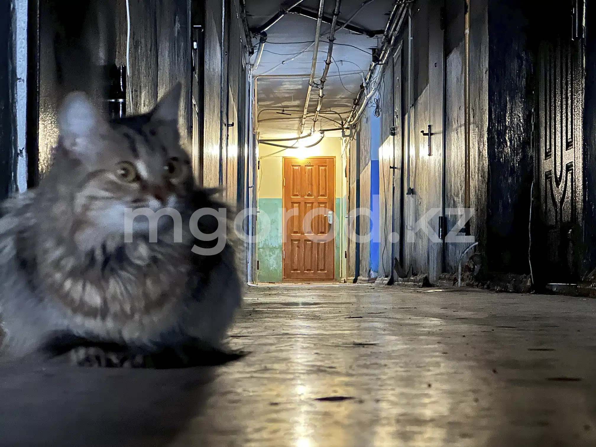 Забившему кота шваброй жителю Актау вынесли приговор