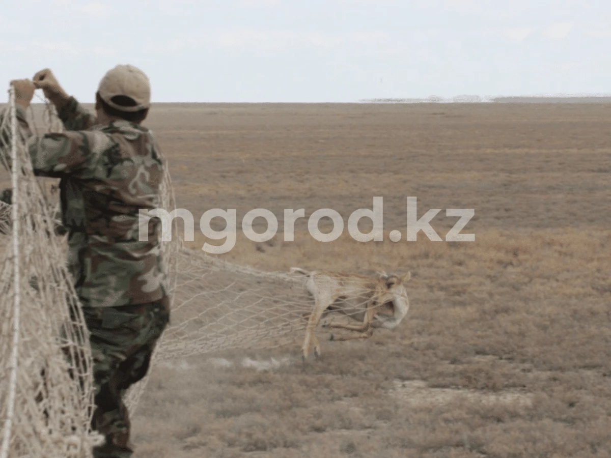 Сайгаков в ЗКО начали отстреливать