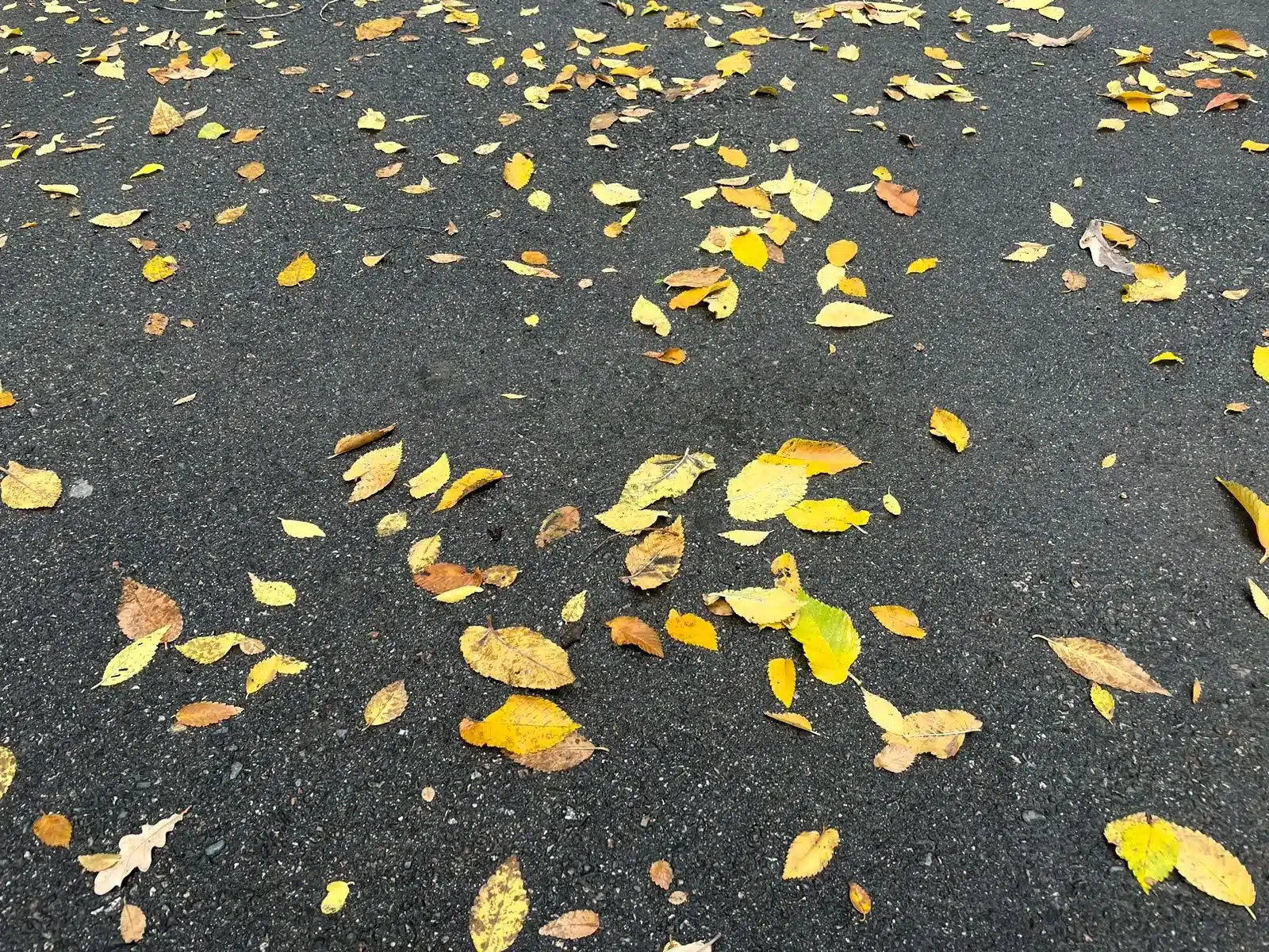 В ЗКО ожидается усиление ветра