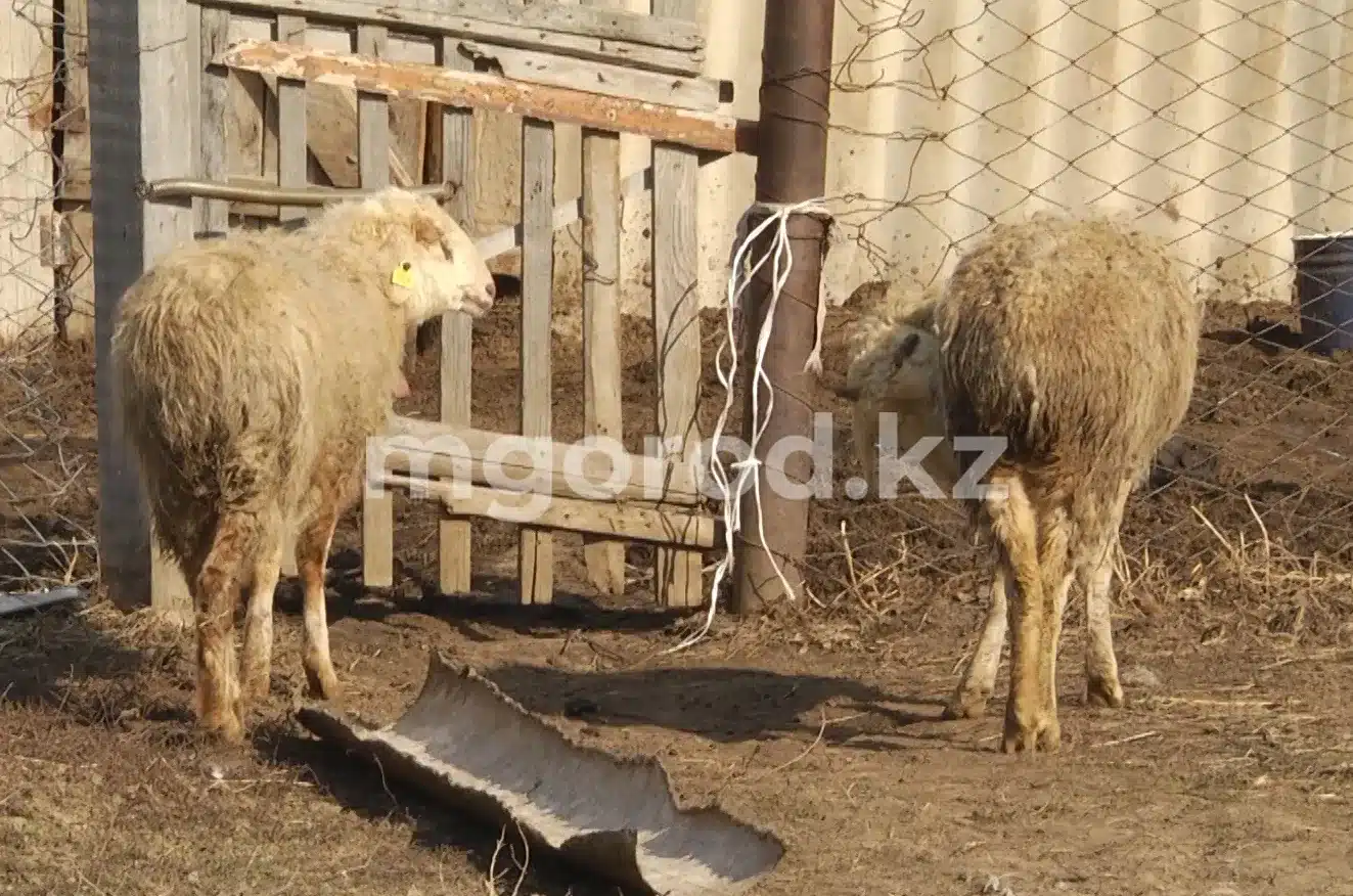 За кражу двух овец осудили жителей Атырауской области
