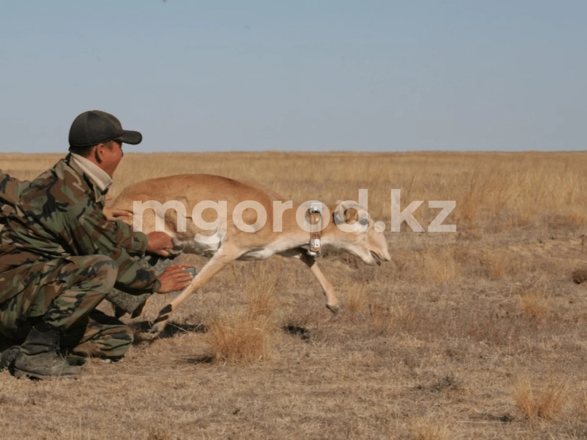 Зоозащитники бьют тревогу: сайгаки покидают территорию ЗКО