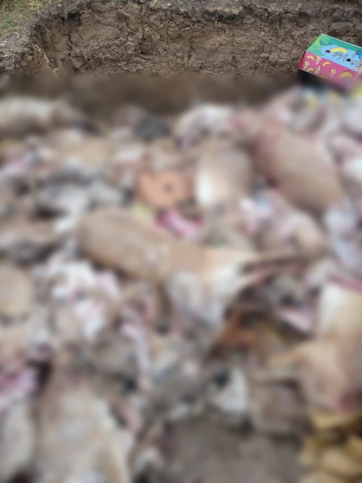 Туши мертвых сайгаков без рогов выбросили в ЗКО