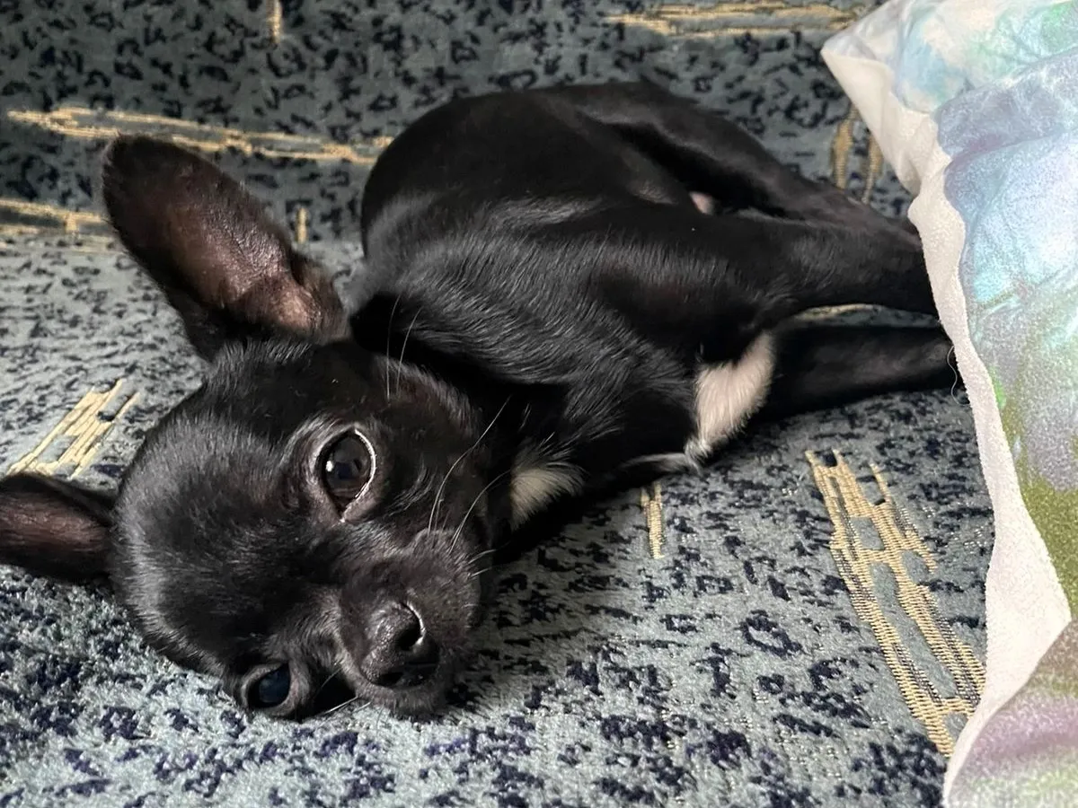 Как бесплатно чипировать домашних животных в Алматы