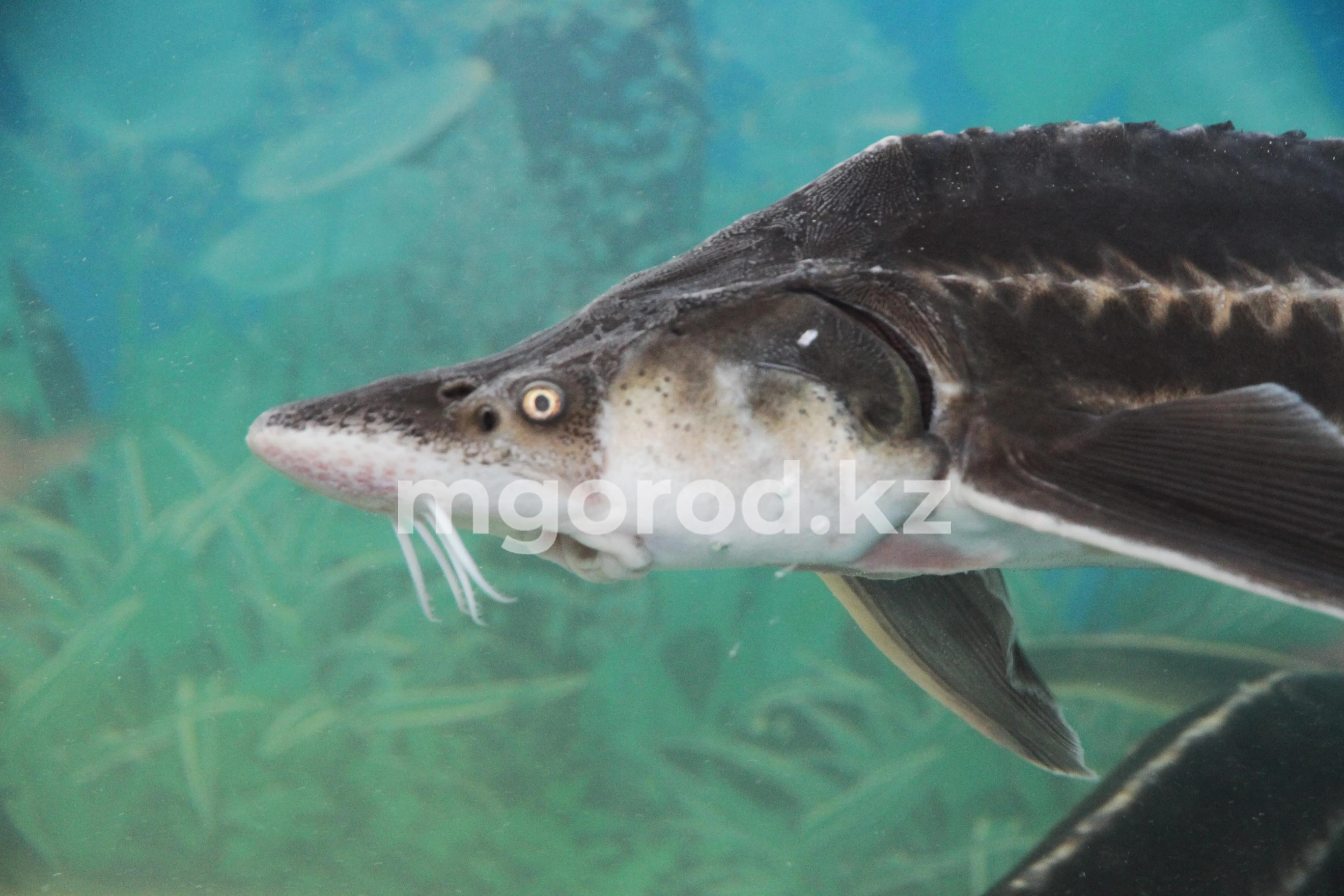 Около центнера осетра изъяли у жителя Атырау