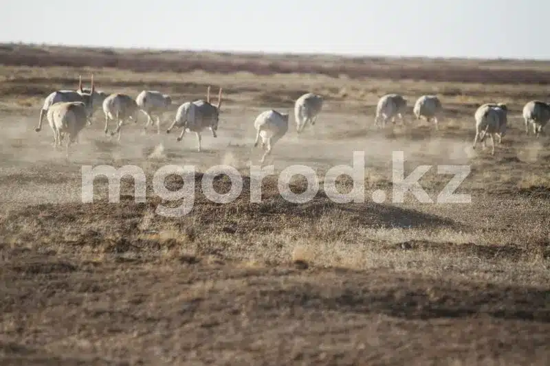 Объявления о продаже сайгачатины появились в Атырау