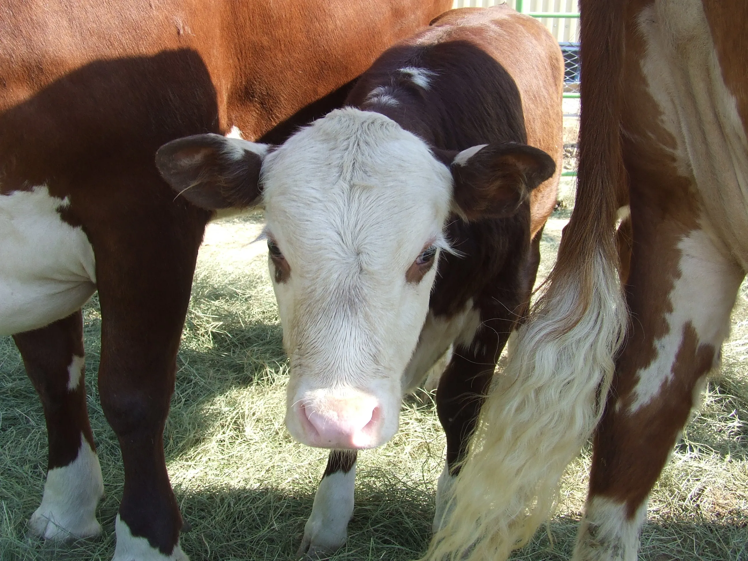 На что потратили кредиты по госпрограмме сельчане ЗКО