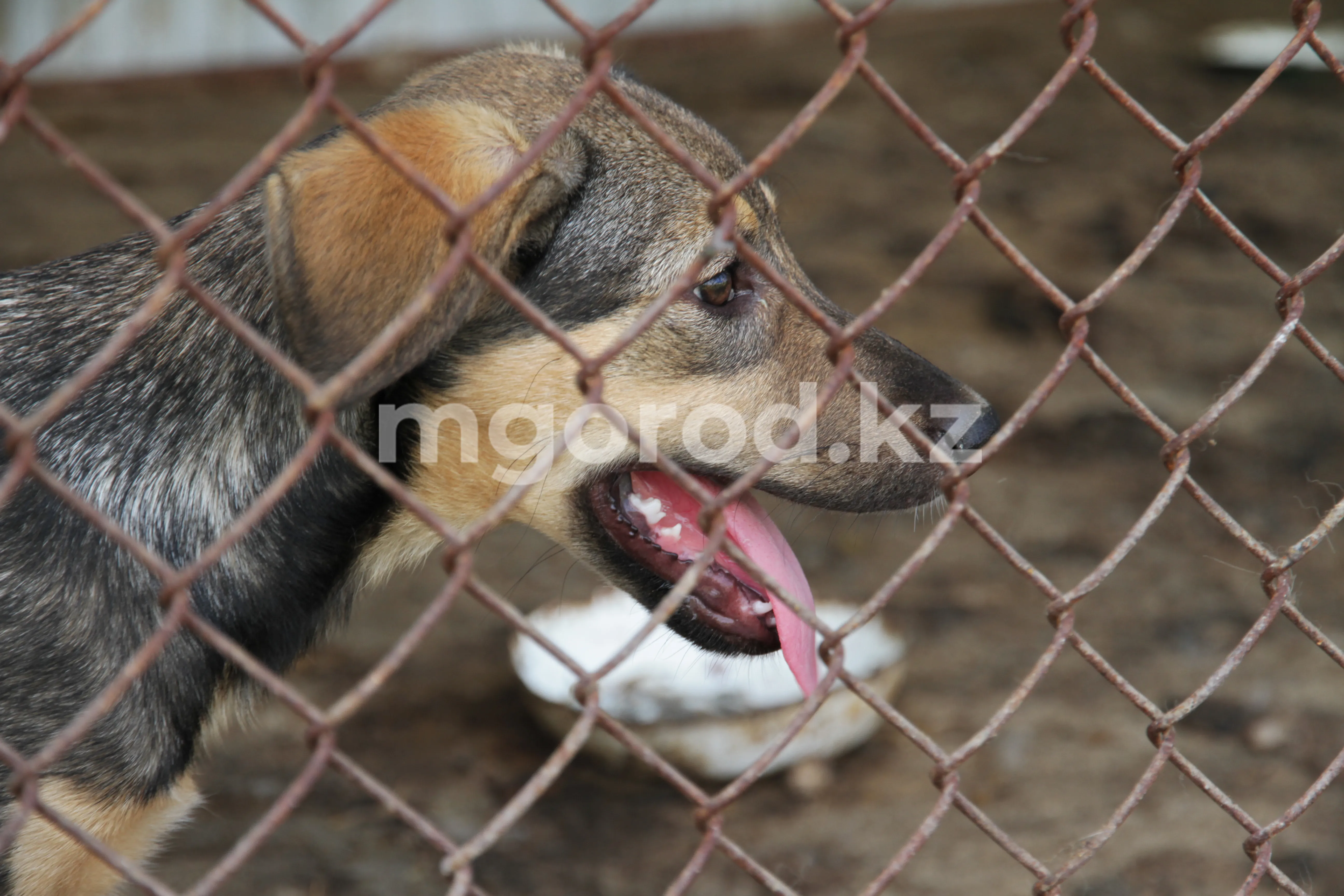 Более двух тысяч собак усыпили после жалоб жителей Уральска