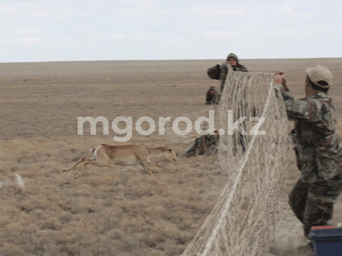 Минэкологии планирует продавать рога сайгаков за рубеж