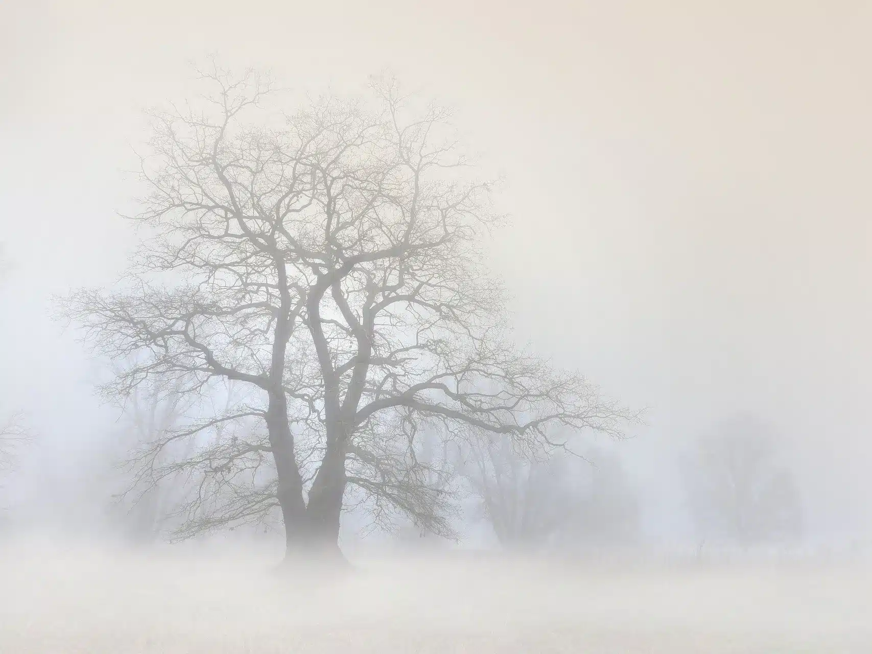 Туман ожидается в ЗКО