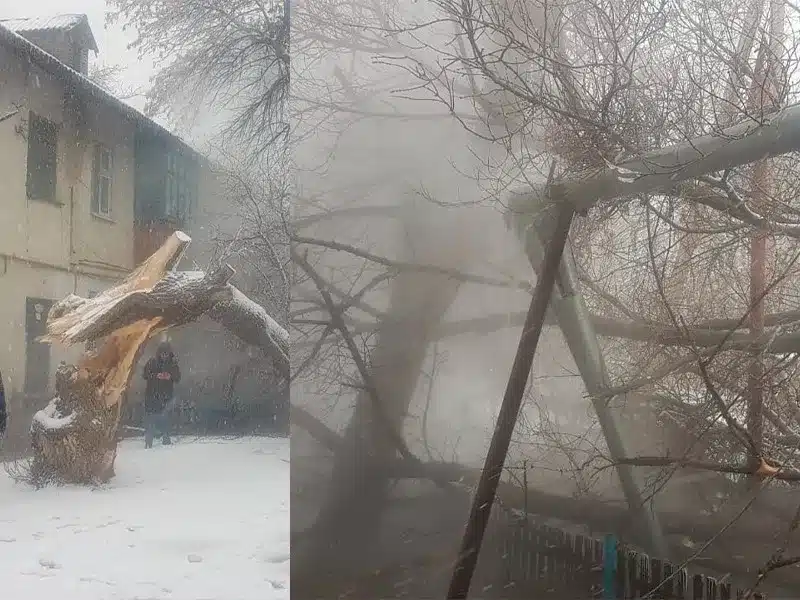 Без света и тепла оставило упавшее дерево жителей двухэтажки в Уральске