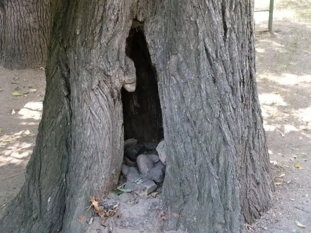 Дерево упало на машину в центре Алматы