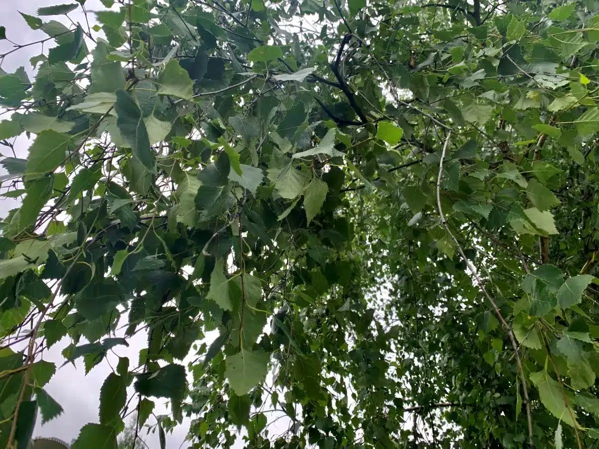 Упавшее на авто дерево в Алматы было здоровым