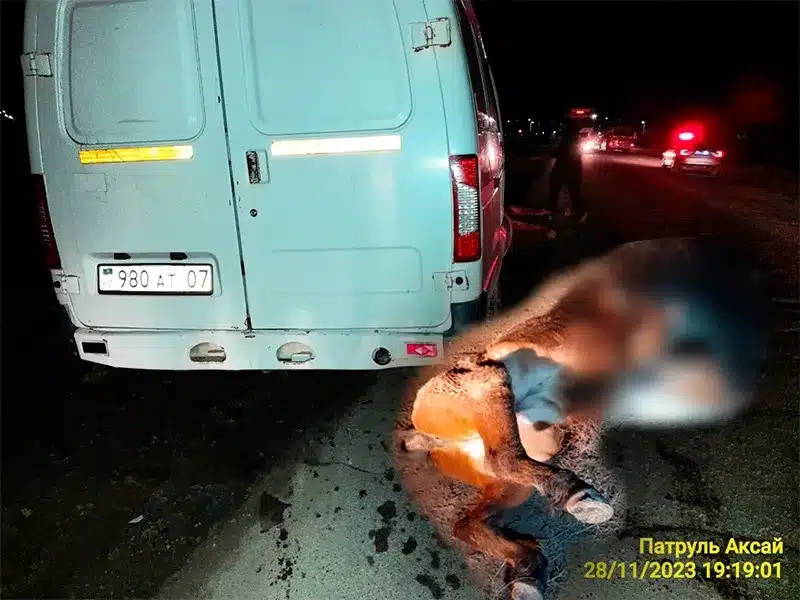 Табун лошадей сбила ГАЗель на трассе в ЗКО