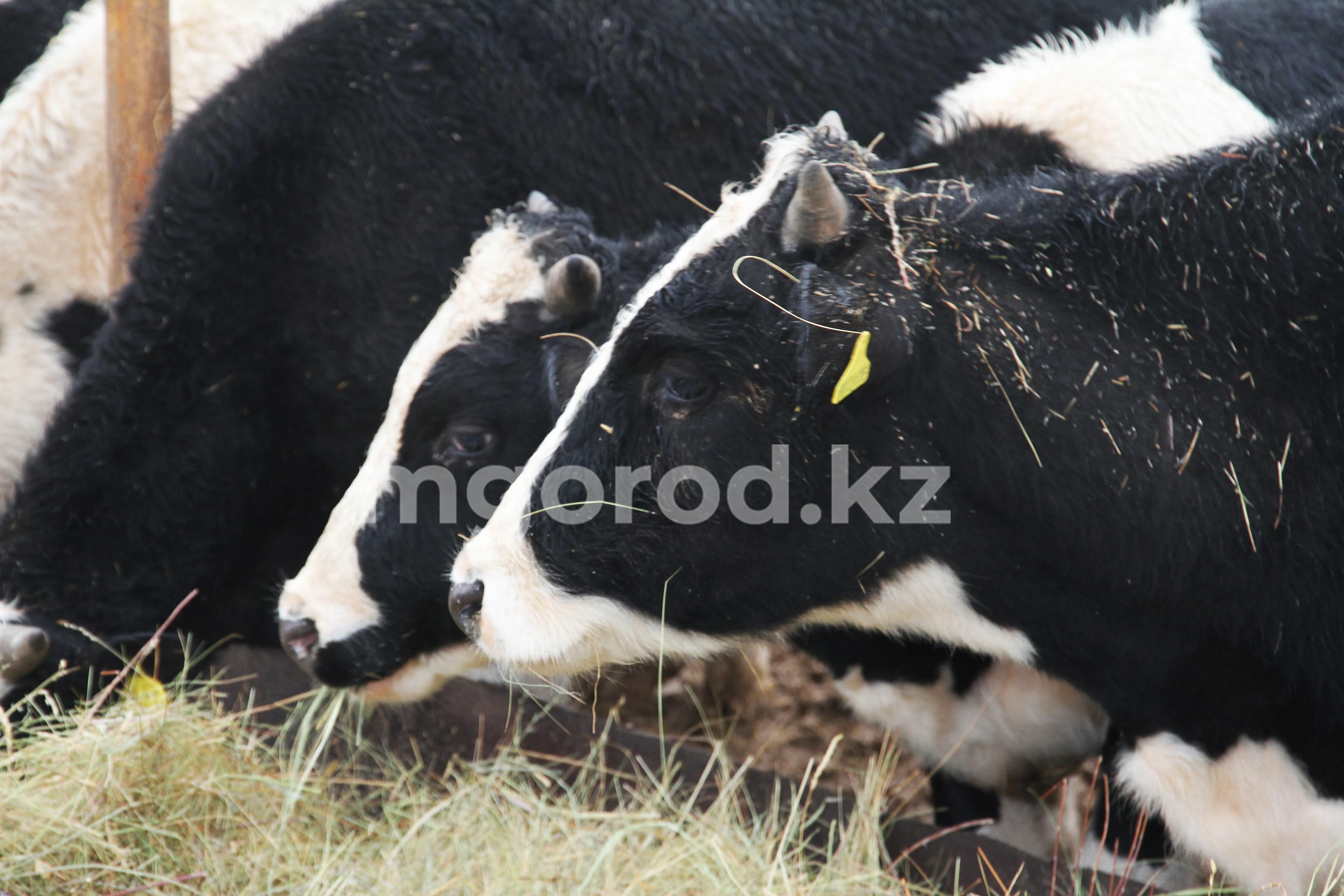 Троих жителей Атырауской области осудили за скотокрадство