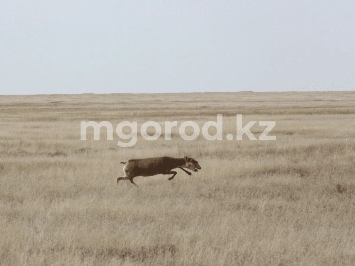 Cайгаки в Казахстане больше не находятся на грани исчезновения — МСОП