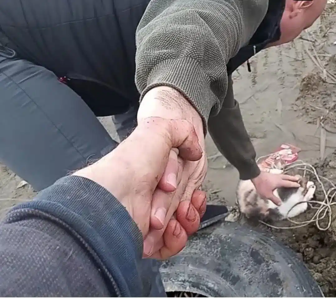 Окровавленную кошку со связанными лапами спасли в Атырау